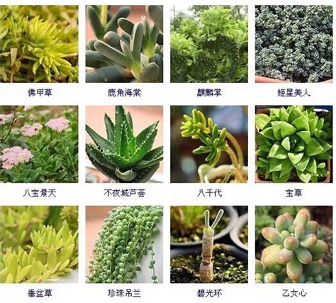 植物大全